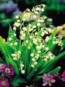Convallaria