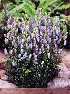 Aconitum