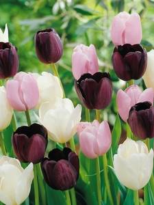 Tulpen collecties