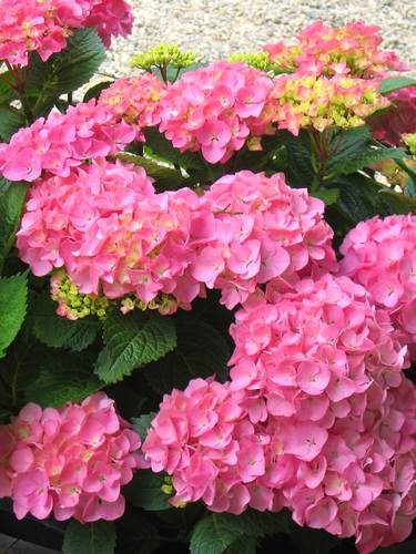 Boerenhortensia macrophylla