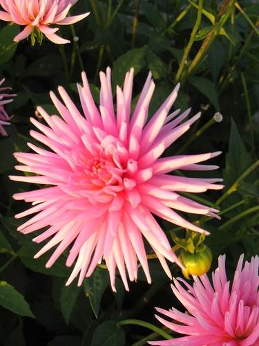 Cactus dahlia's