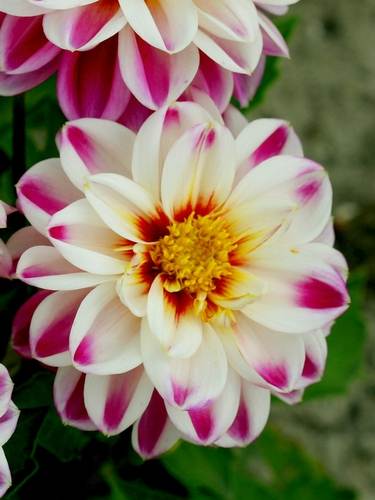 Overige dahlia's