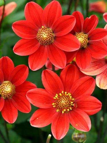 Enkelbloemige dahlia's