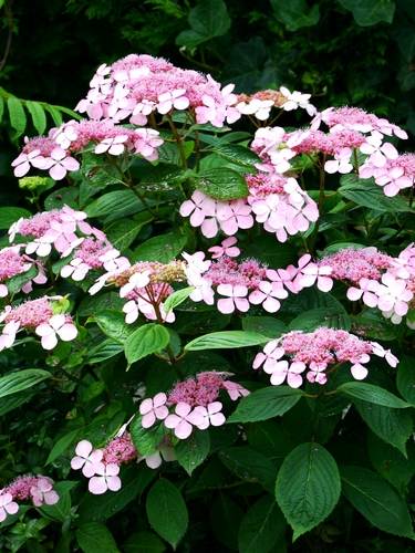 Berghortensia serrata