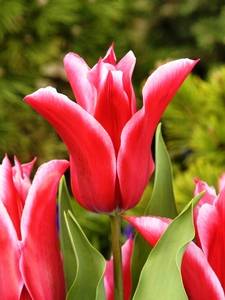 Lelie bloeiende tulpen