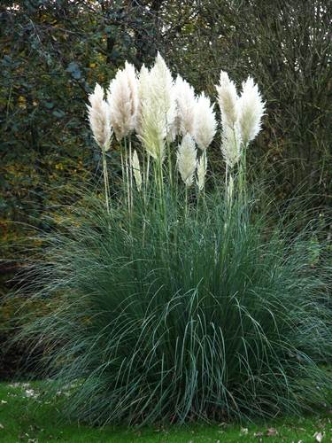 Cortaderia - Pampasgras