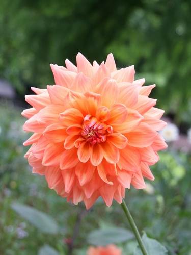 Decoratieve dahlia's