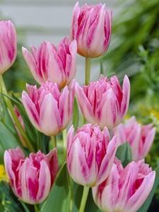 Pioen bloeiende tulpen