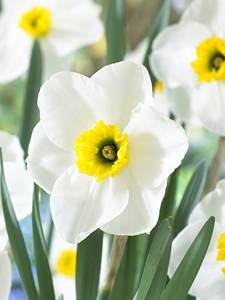 Kleinkronige narcissen