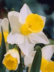 Narcissen