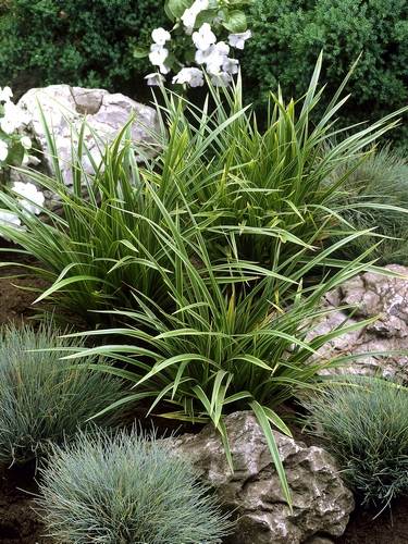 Carex - Japanse zegge