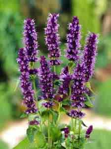 Agastache