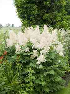 Aruncus
