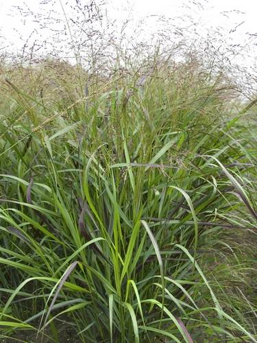 Panicum - Vingergras