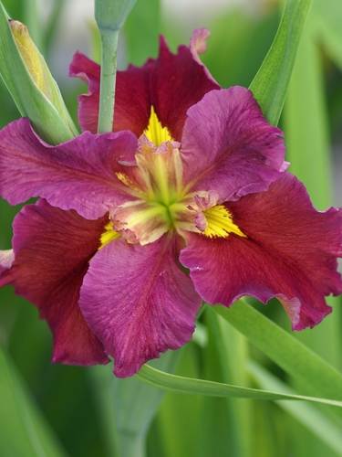 Iris Louisiana