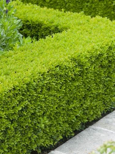 Buxus