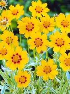 Coreopsis