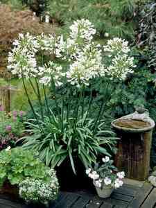 Agapanthus