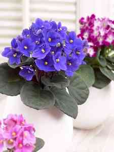 Kaaps viooltje - Saintpaulia