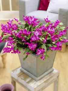Schlumbergera - Lidcactus