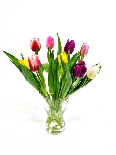 Tulpen