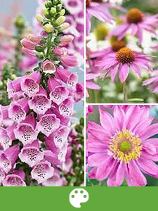 Vaste planten op kleur