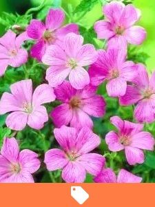 Vaste planten aanbieding