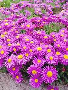 Aster