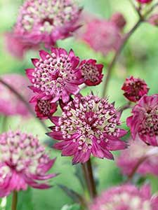 Astrantia 