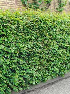 Bladverliezende haag