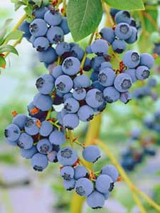 Blauwe bessen