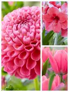 Roze bloembollen