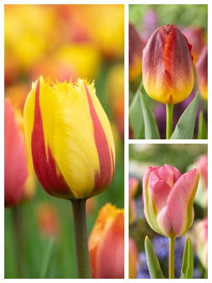 Tweekleurige bloembollen