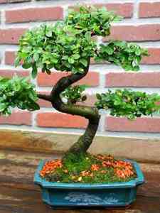 Bonsai bomen