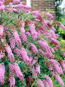 Buddleja