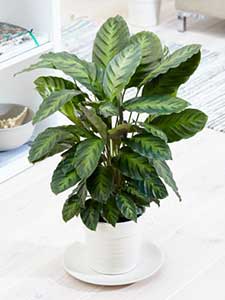 Calathea