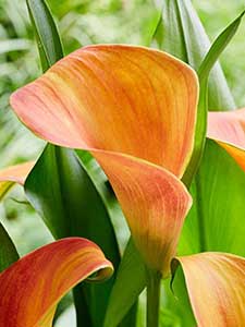 Calla Zantedeschia