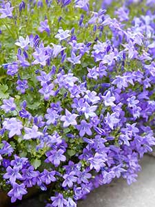 Campanula - Klokjesbloem