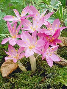 Colchicum