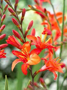 Crocosmia
