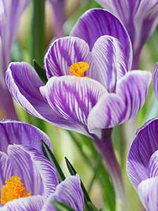 Crocus