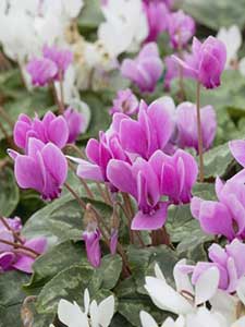 Cyclamen