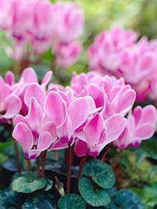 Cyclamen