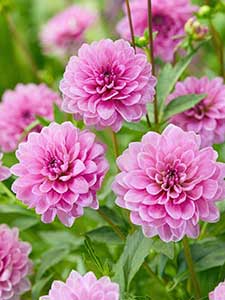 Dahlia's