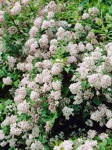 Deutzia - Bruidsbloem