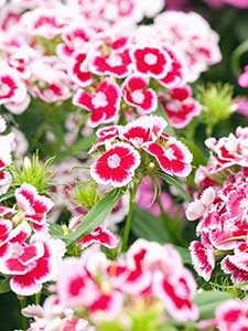 Dianthus