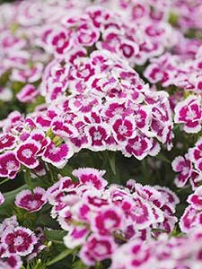Dianthus