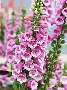 Digitalis - vingerhoedskruid
