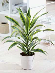 Dracena