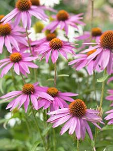 Echinacea - Zonnehoed